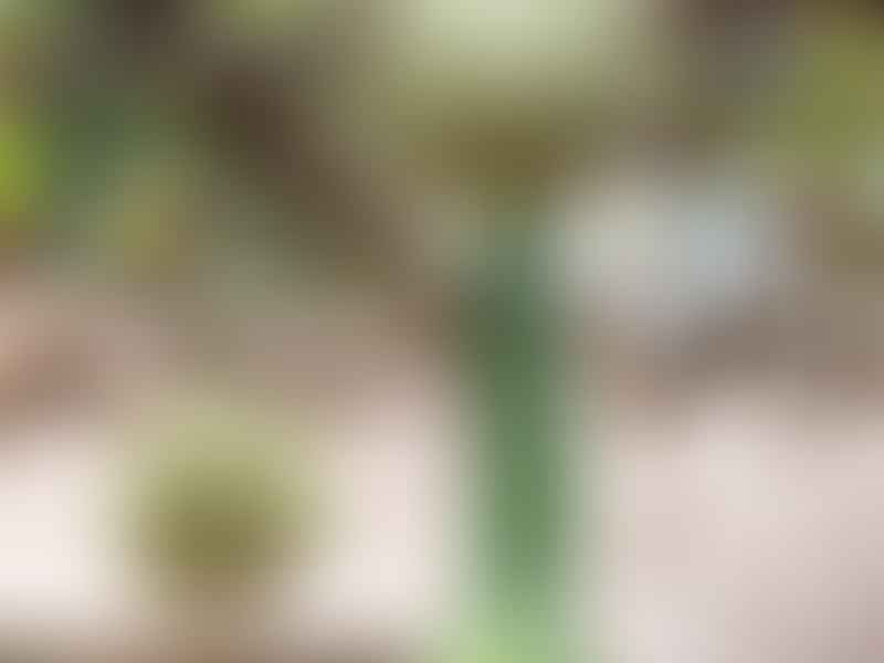 Cucurbita Foetidissima (Buffalo Gourd) | Cucurbitaceae