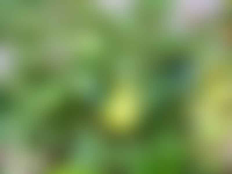 Cucurbitaceae