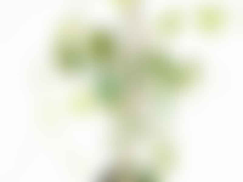 Cyphostemma Laza | Vitaceae