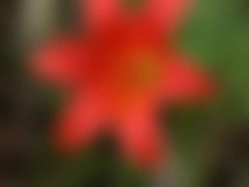 Cyrtanthus Sanguineus Var. Sanguineus | Cyrtanthus | Amaryllidaceae