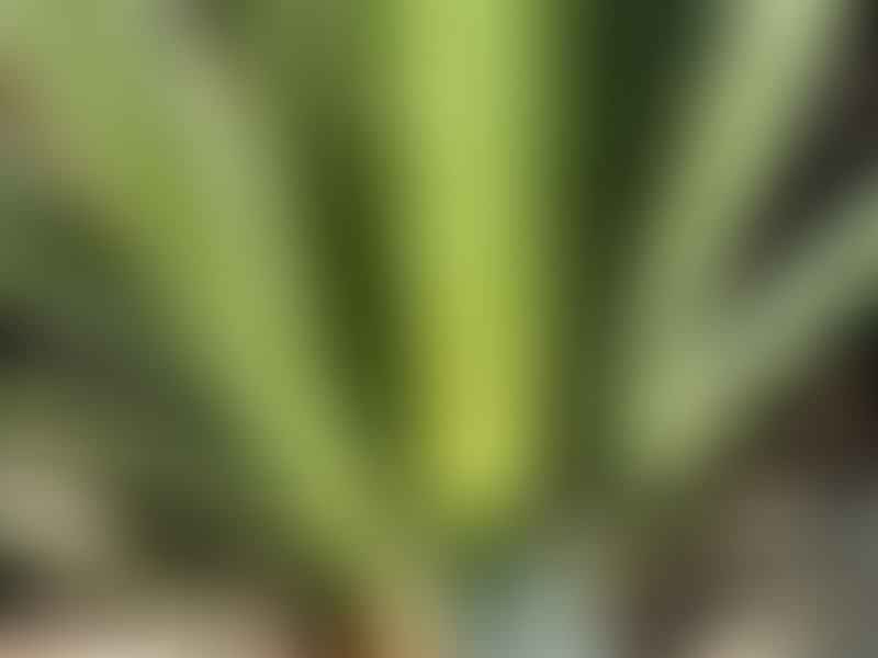 Dasylirion Cedrosanum | Dasylirion | Nolinaceae