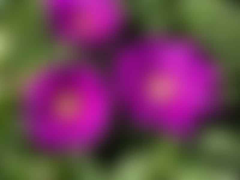 Delosperma | Aizoaceae