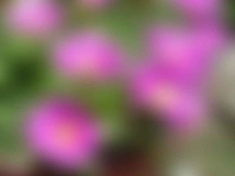 Delosperma Sutherlandii | Delosperma | Aizoaceae