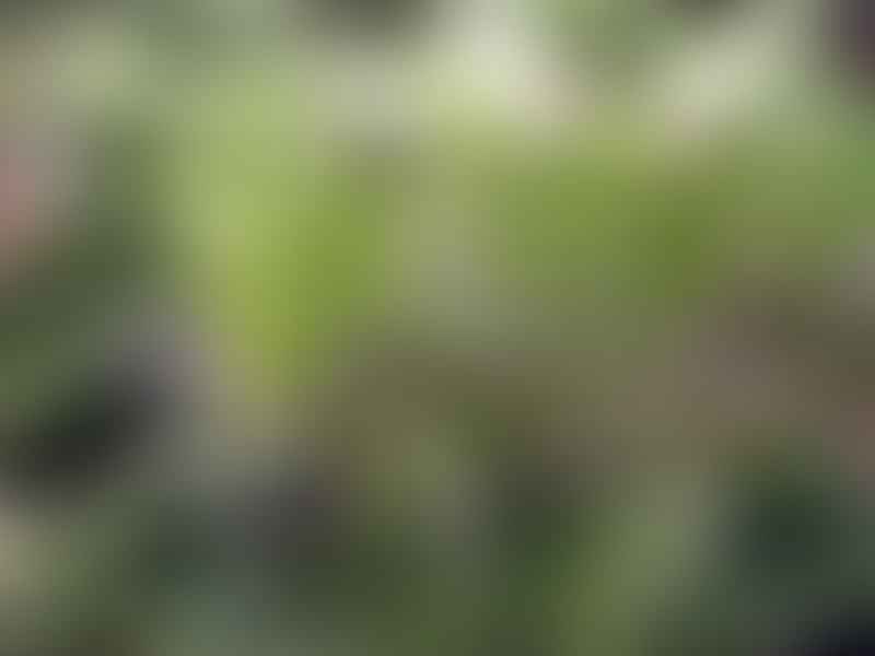 Didierea Trollii | Didierea | Didiereaceae