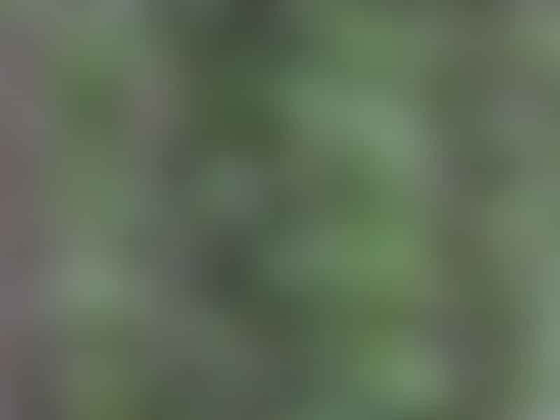 Didierea Trollii | Didierea | Didiereaceae