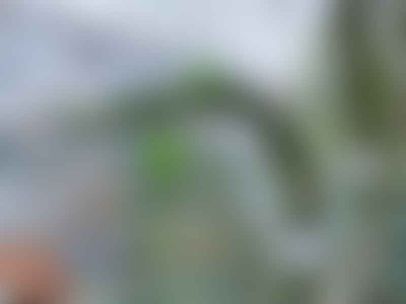 Didierea Trollii | Didierea | Didiereaceae