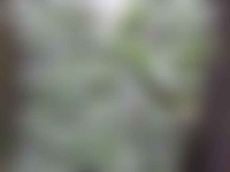 Didierea Trollii | Didierea | Didiereaceae