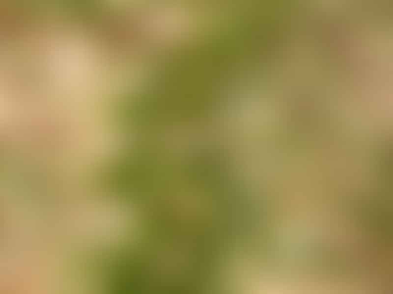 Didierea Trollii | Didierea | Didiereaceae