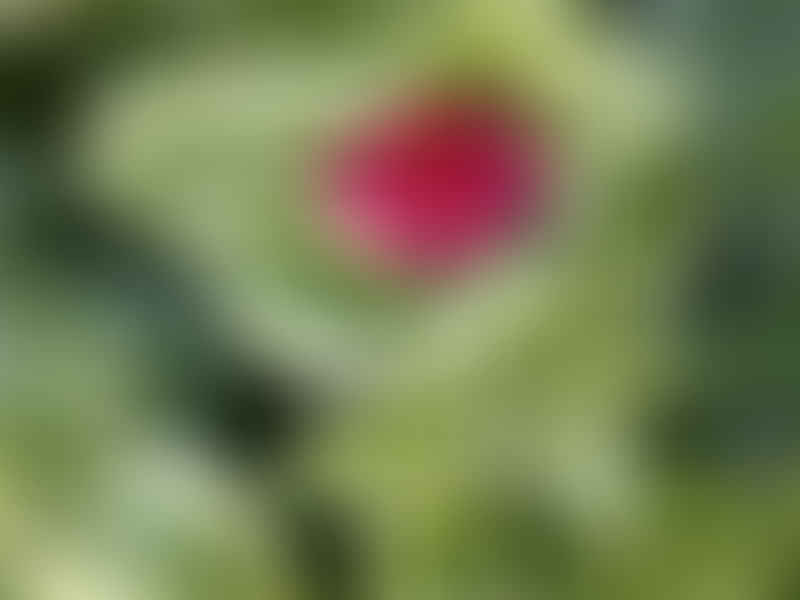 Dorotheanthus | Aizoaceae