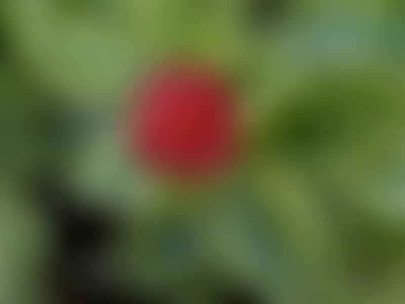 Dorotheanthus | Aizoaceae