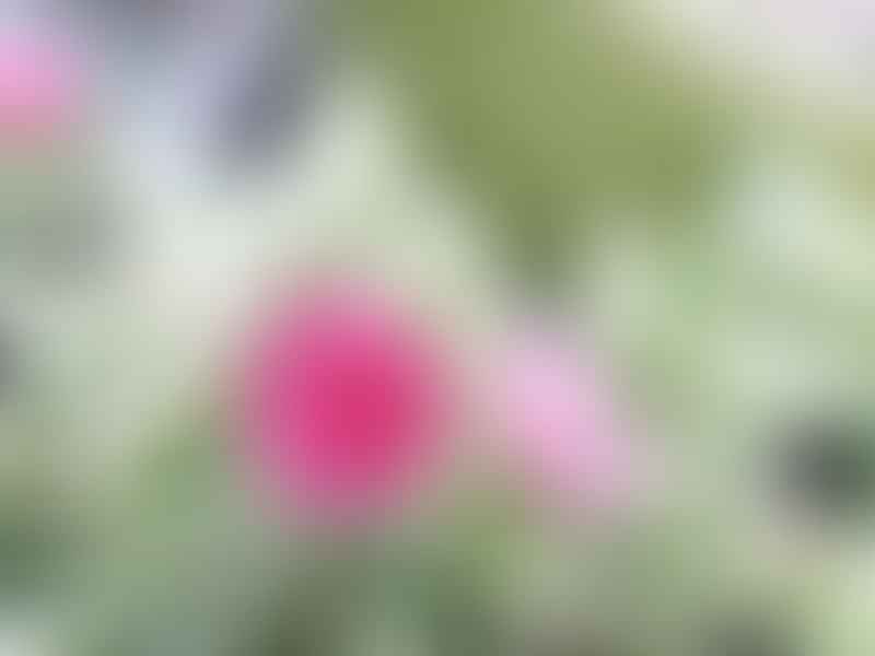 Dorotheanthus | Aizoaceae