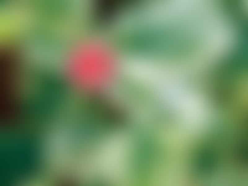 Dorotheanthus | Aizoaceae