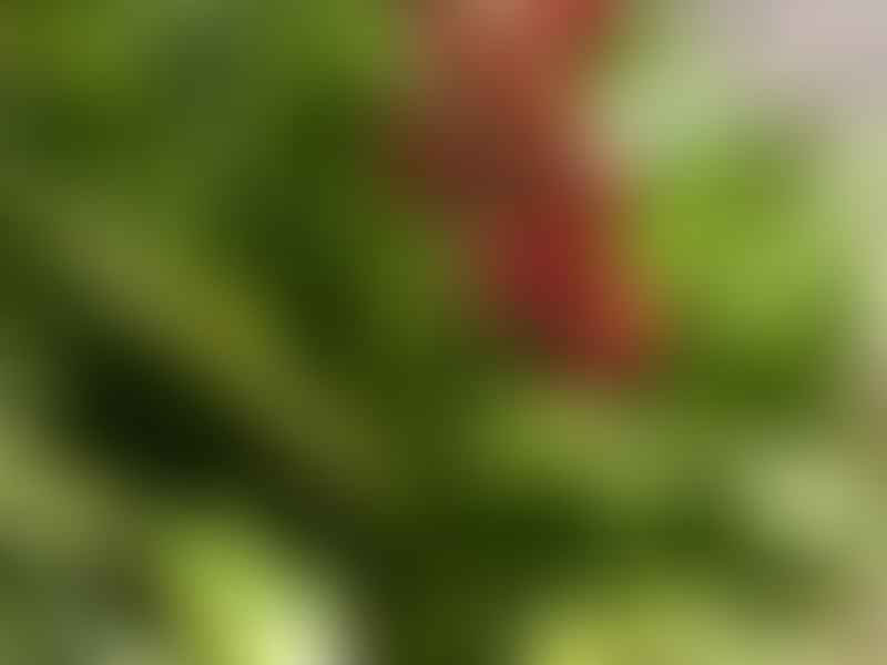 Doryanthaceae