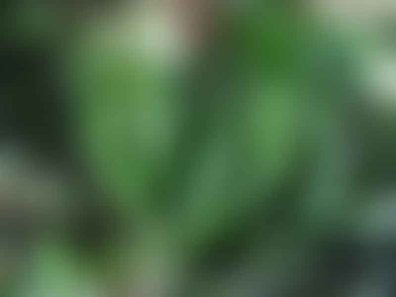 Dracaena Aubryana | Dracaena | Dracaenaceae
