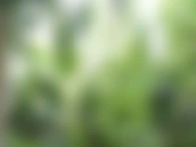 Dracaena Aubryana | Dracaena | Dracaenaceae