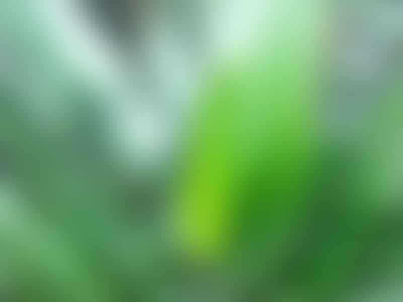 Dracaena Aubryana | Dracaena | Dracaenaceae