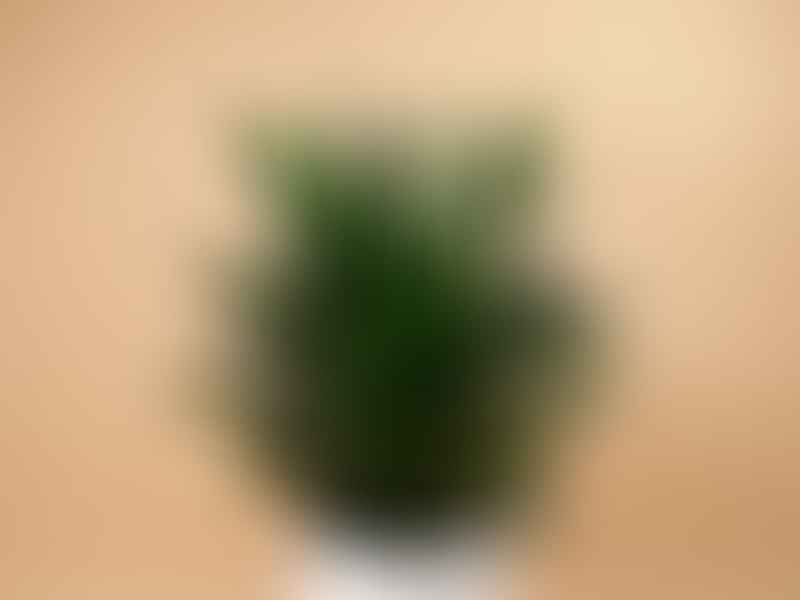 Dracaena Aubryana | Dracaena | Dracaenaceae