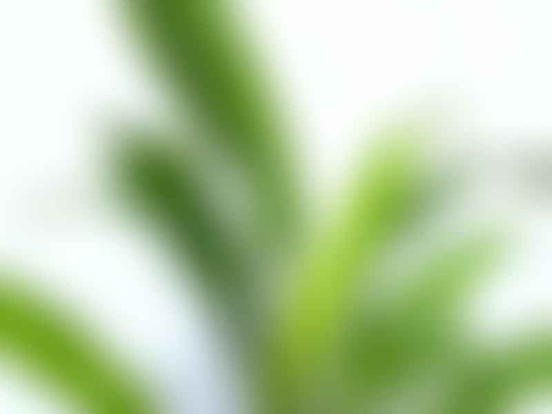 Dracaena Aubryana | Dracaena | Dracaenaceae
