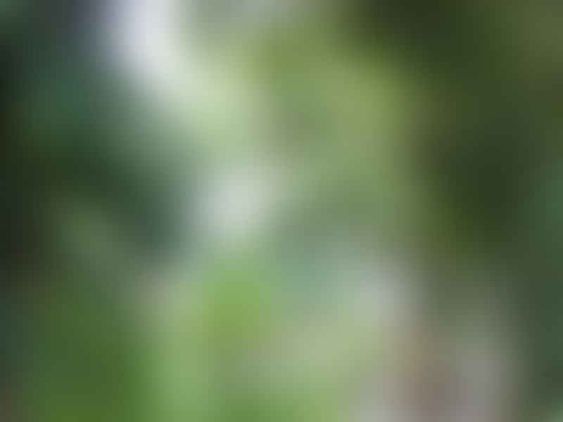 Dracaena Aubryana | Dracaena | Dracaenaceae