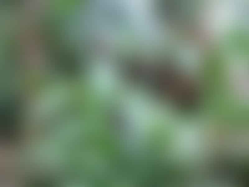 Dracaena Aubryana | Dracaena | Dracaenaceae