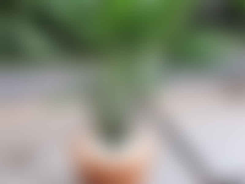 Dracaena Aubryana | Dracaena | Dracaenaceae