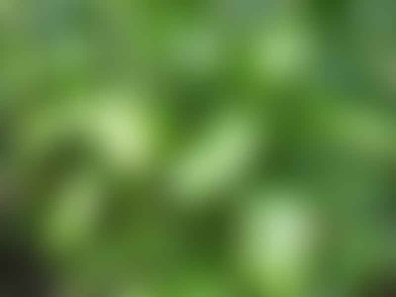 Dracaena Camerooniana | Dracaena | Dracaenaceae