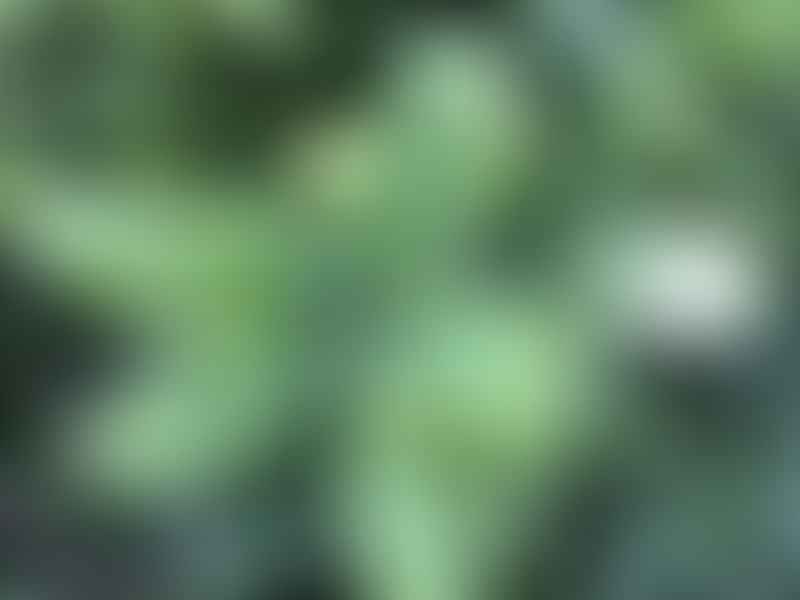 Dracaena Camerooniana | Dracaena | Dracaenaceae