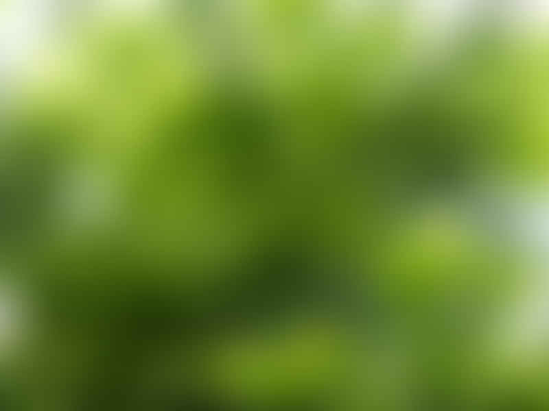 Dracaena Camerooniana | Dracaena | Dracaenaceae