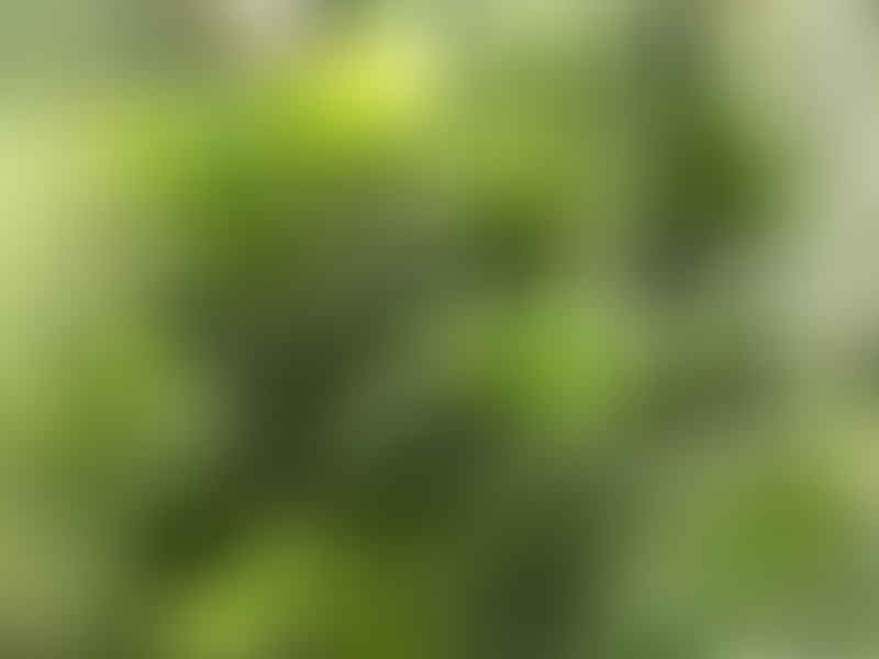 Dracaena Camerooniana | Dracaena | Dracaenaceae