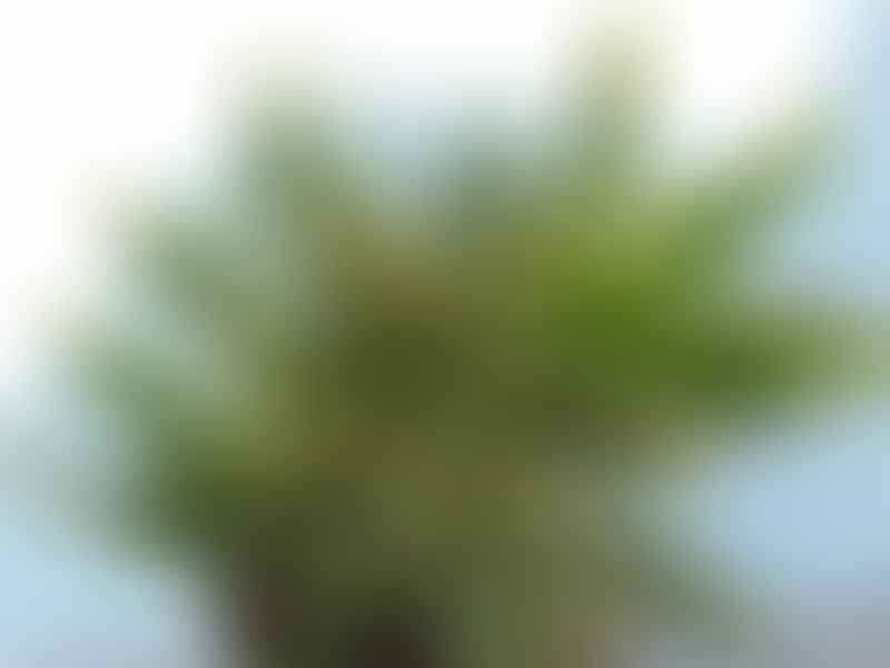 Dracaena Deremensis Syn. D. Fragrans | Dracaena | Dracaenaceae