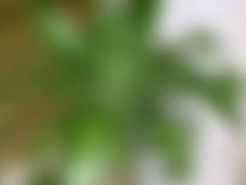 Dracaena Deremensis Syn. D. Fragrans | Dracaena | Dracaenaceae