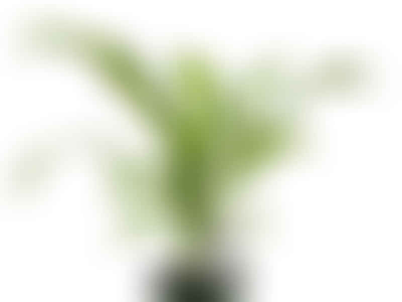 Dracaena Deremensis Syn. D. Fragrans | Dracaena | Dracaenaceae