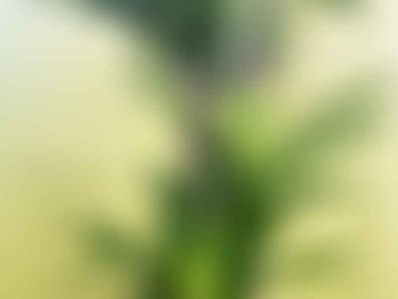 Dracaena Deremensis Syn. D. Fragrans | Dracaena | Dracaenaceae