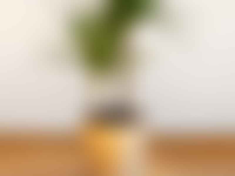 Dracaena | Dracaenaceae