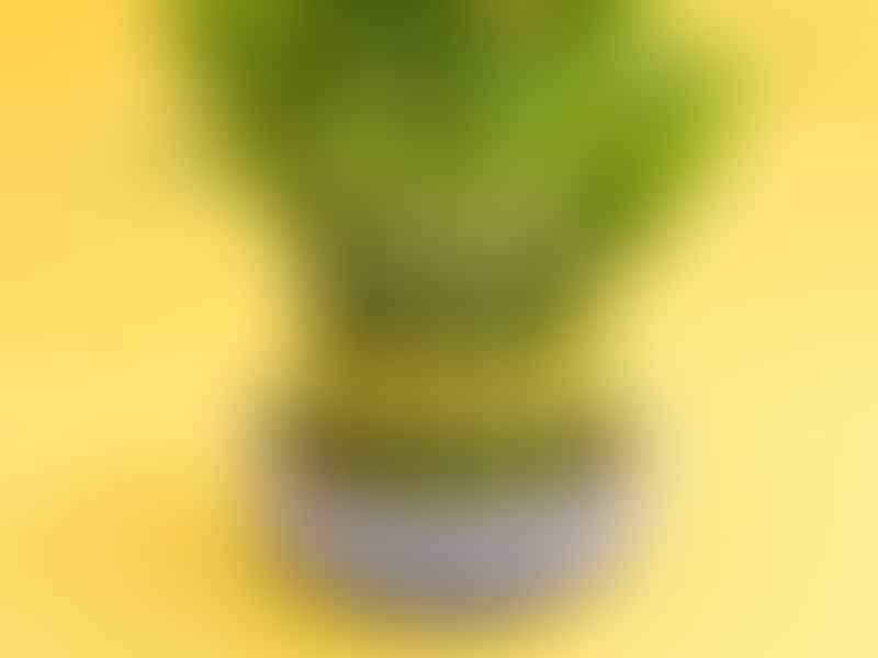 Dracaena Sanderiana - 'Lucky Bamboo' | Dracaena | Dracaenaceae