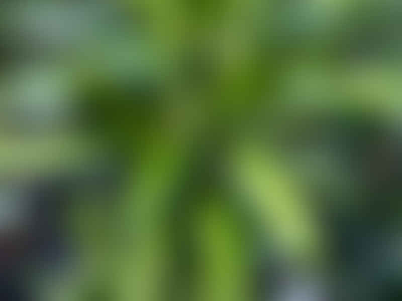 Dracaena Steucheri | Dracaena | Dracaenaceae