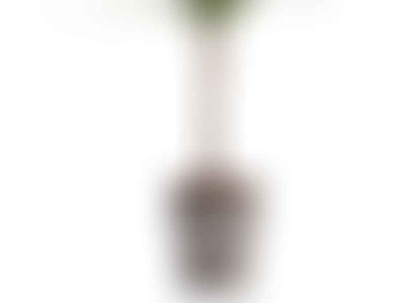 Dracaena Steucheri | Dracaena | Dracaenaceae