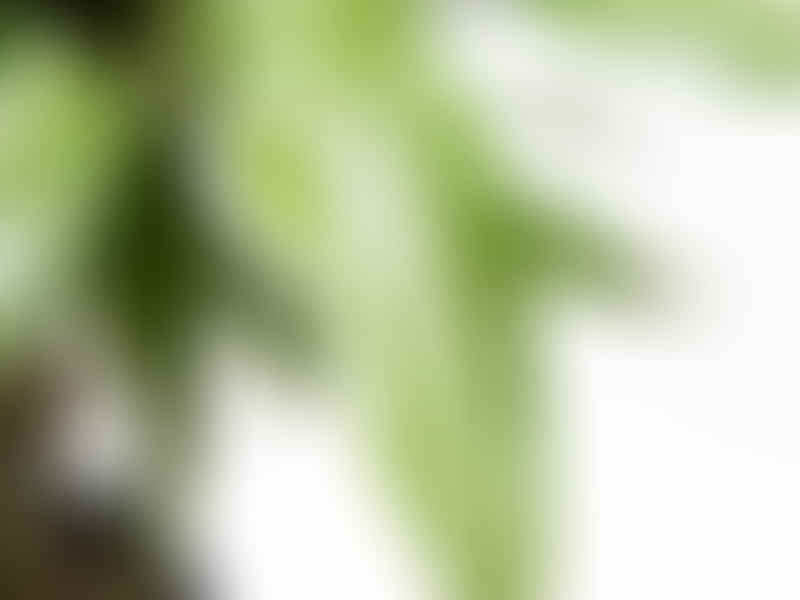 Dracaena Steucheri | Dracaena | Dracaenaceae