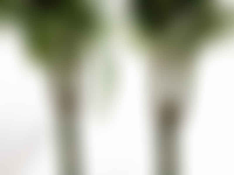 Dracaena Steucheri | Dracaena | Dracaenaceae