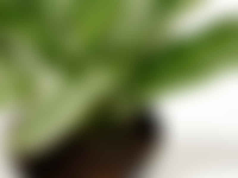 Dracaena Steucheri | Dracaena | Dracaenaceae