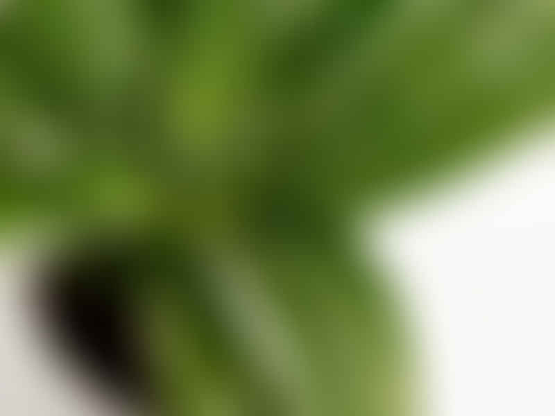 Dracaena Steucheri | Dracaena | Dracaenaceae
