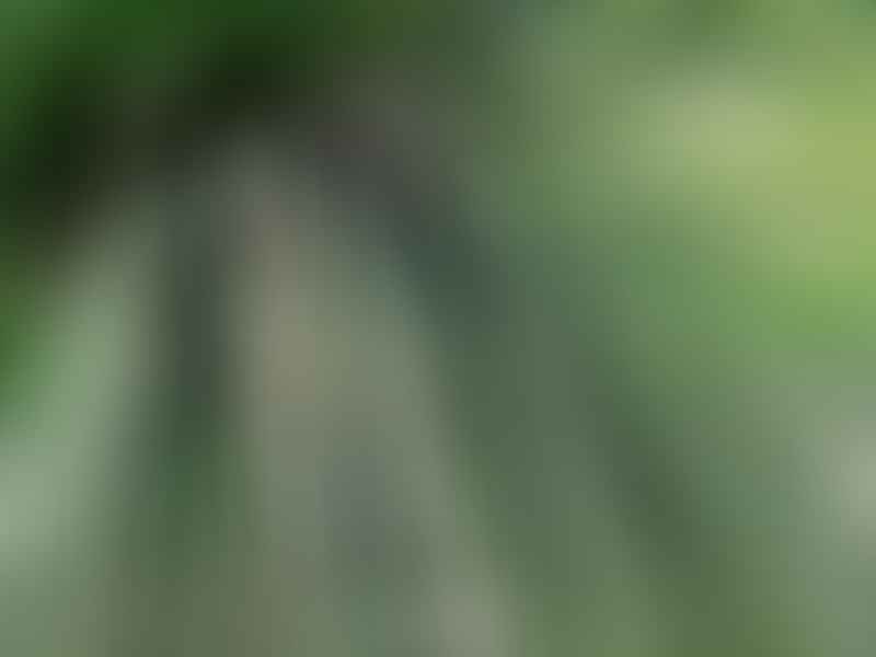 Dracaenaceae