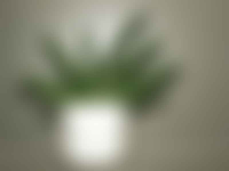Dracaenaceae