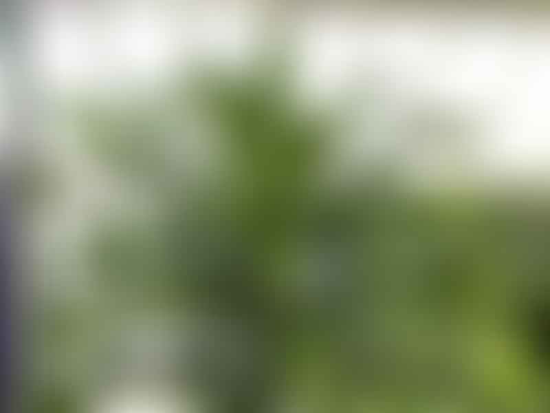 Dracaenaceae