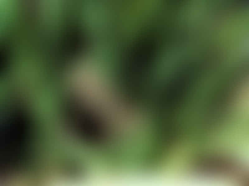Dracaenaceae