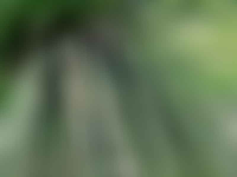 Dracaenaceae