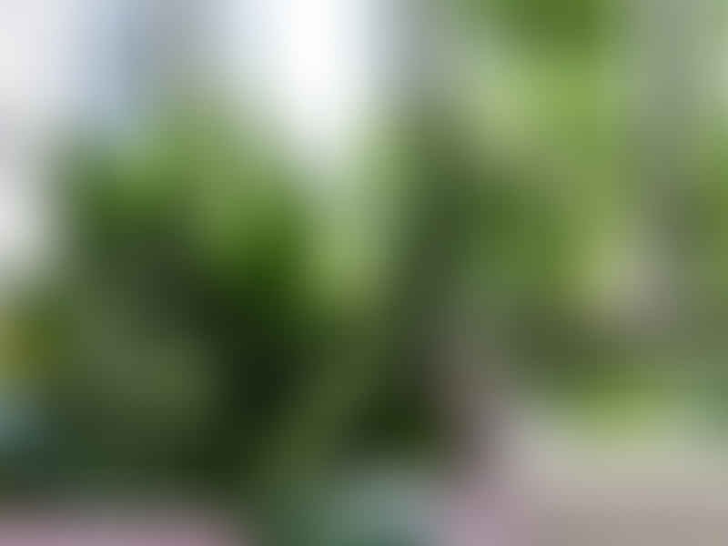 Dracaenaceae