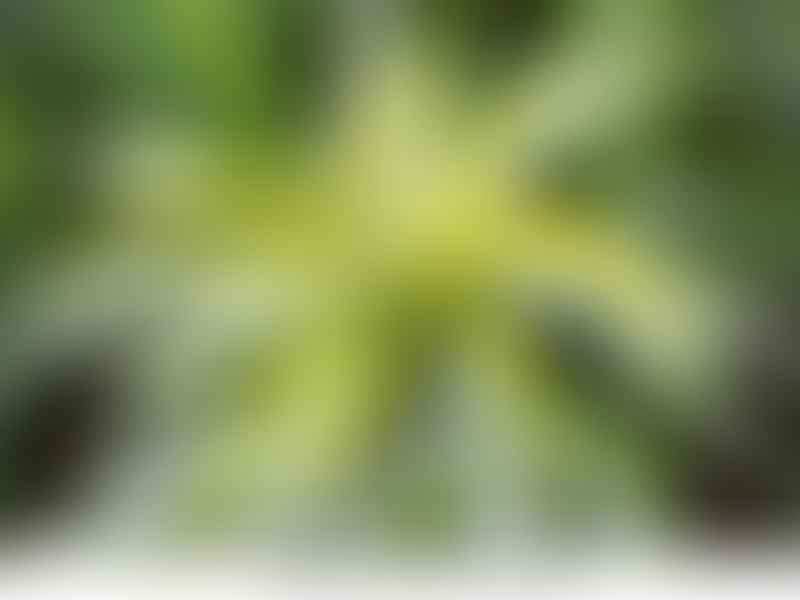 Dracaenaceae