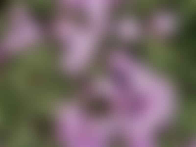 Drosanthemum | Aizoaceae