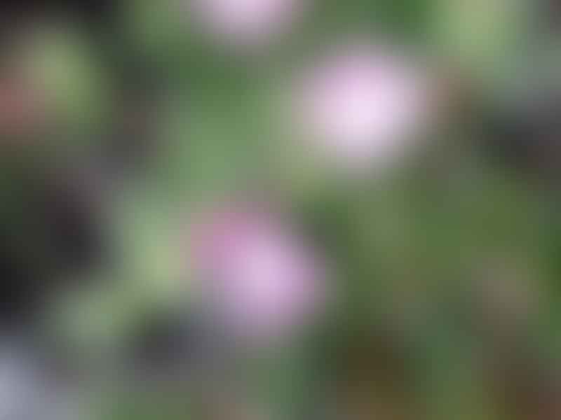 Drosanthemum Hispidum | Drosanthemum | Aizoaceae